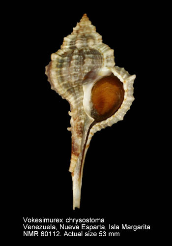 Vokesimurex chrysostoma (5).jpg - Vokesimurex chrysostoma(G.B.Sowerby,1834)